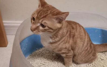 小猫幼崽吃什么
