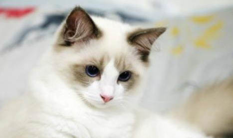 如何养好布偶猫