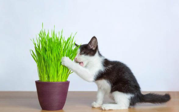 小猫可以吃什么呀？