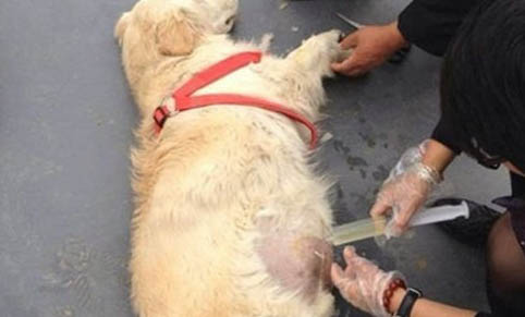 狗狗得黄疸死亡率是不是很高