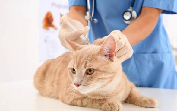 猫咪吃米饭可以么