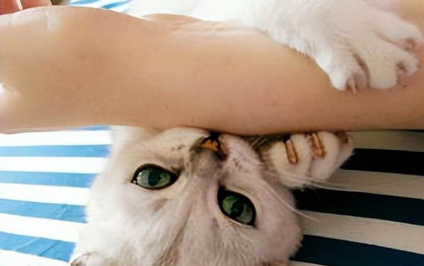 为什么现在的猫咪很少生病