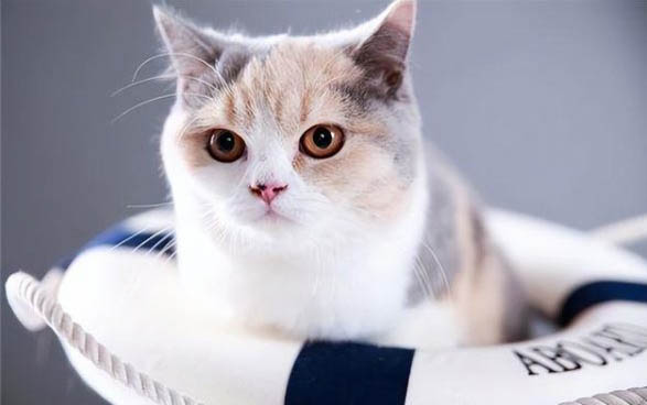 小猫咪打喷嚏流黄鼻涕该怎么办