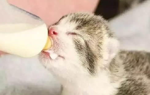 幼猫可以喝酸奶吗怎么喂好