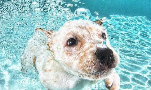 狗怀孕可以流产吗