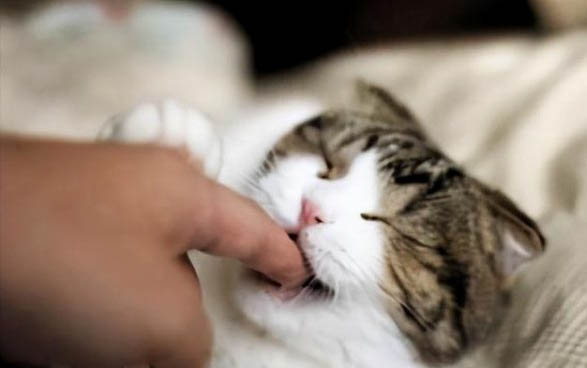 猫咪频繁上厕所尿一点点是为什么