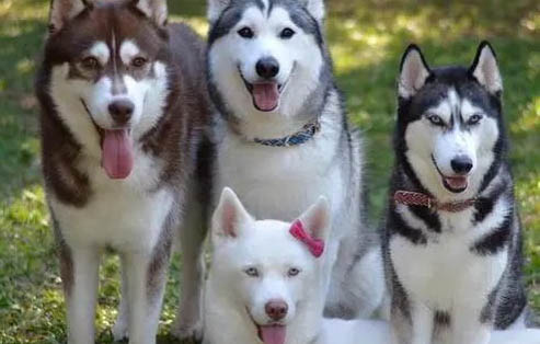 区分：哈士奇、阿拉斯加雪橇犬、西伯利亚雪橇