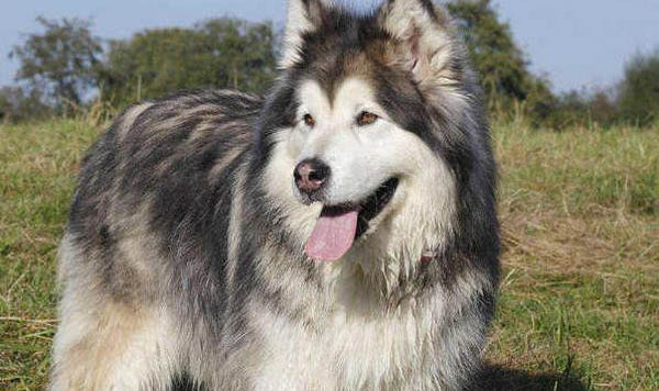 自制阿拉斯加犬狗粮怎么做
