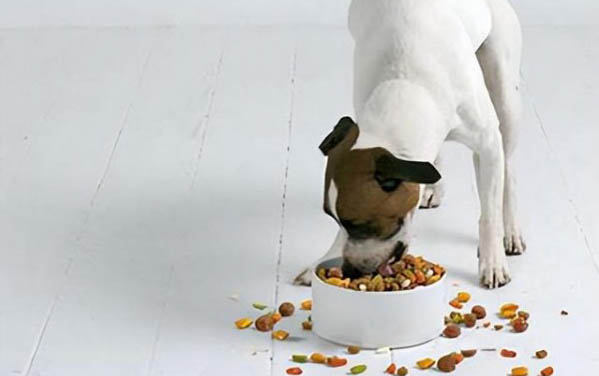 犬瘟有哪些症状表现