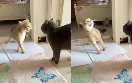 猫在室外能过冬天吗?