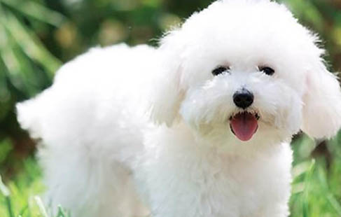 比熊犬泪痕的产生原因及处理方法