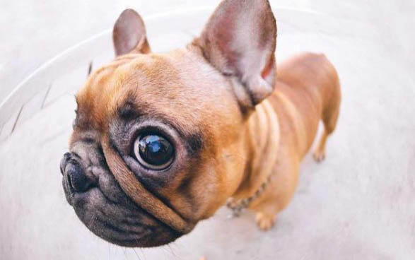 犬瘟要多久才能洗澡
