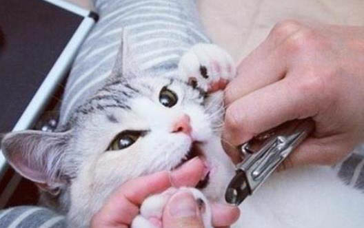 冬天猫咪粑粑变少是为什么呢