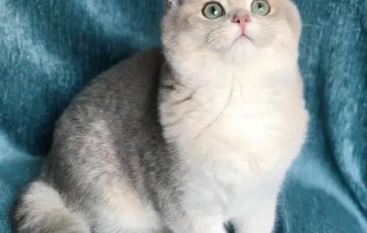 猫一摸就弓背翘尾巴是为什么
