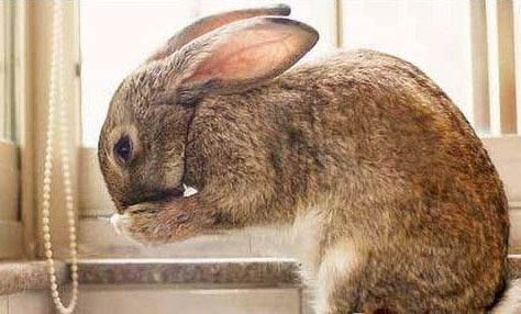 兔子区分公母最简单的方法