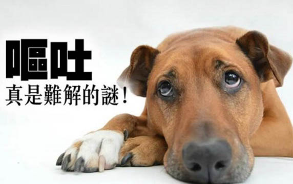 狗的心率多少算正常值