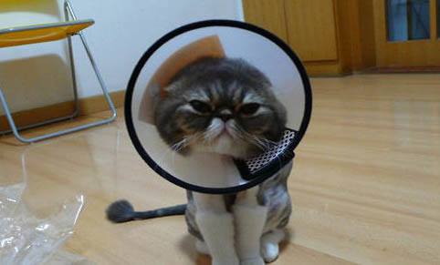 猫咪干呕吐不出来的原因有哪些