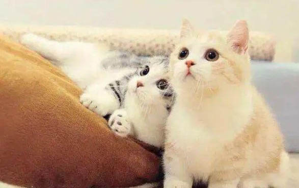 猫咪能吃红薯不？