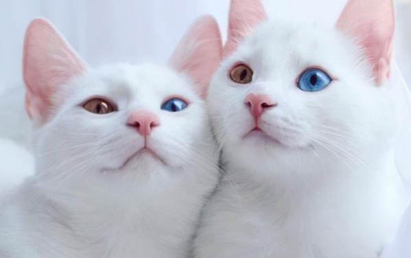 小猫冬天一直睡觉正常吗