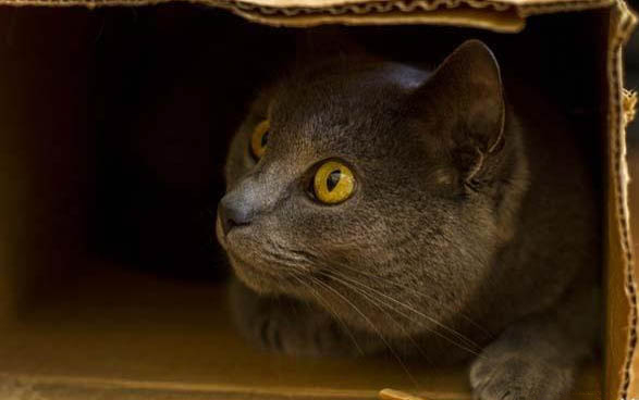 猫咪嘴里口臭严重