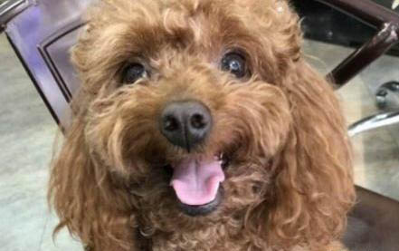 狗狗生理期多久一次