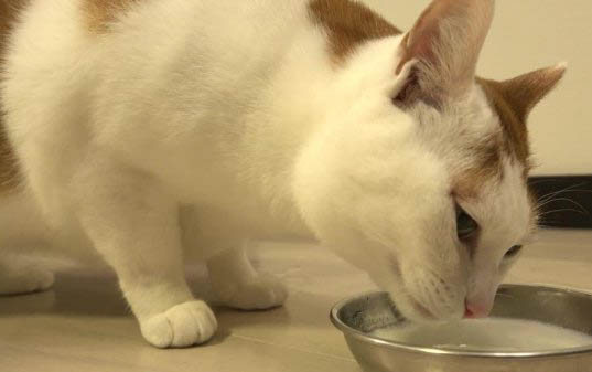 小猫一直拉稀是什么原因?
