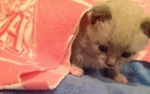小猫一直叫是什么原因