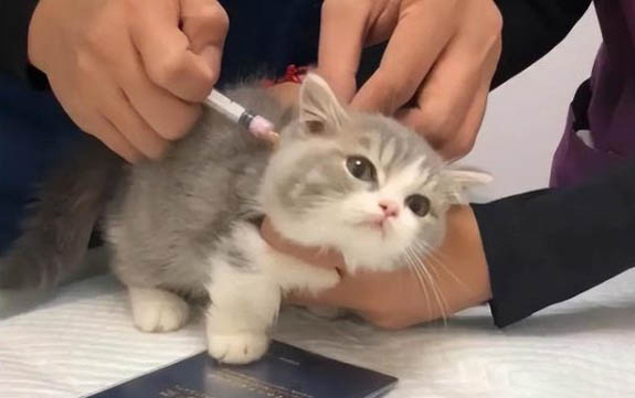 请问猫咪呕吐的原因及处理方法?