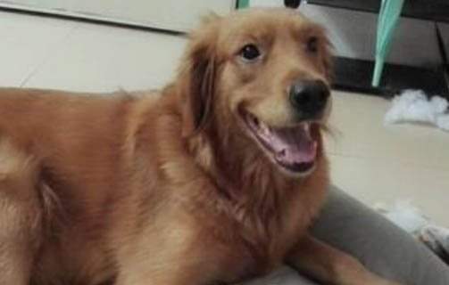 狗狗出门不走路