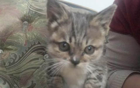 猫咪得了胰腺炎有什么症状