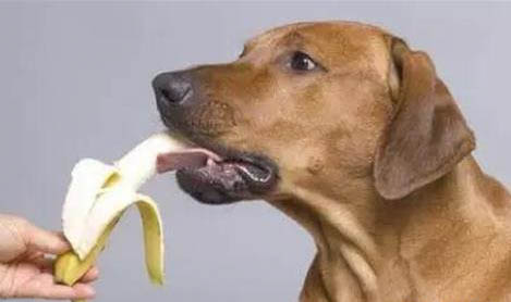 狗子护食咋办