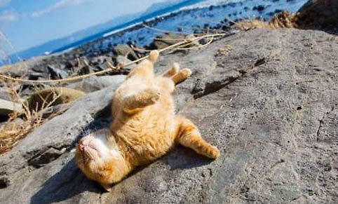 猫咪怀孕多久会有孕吐反应