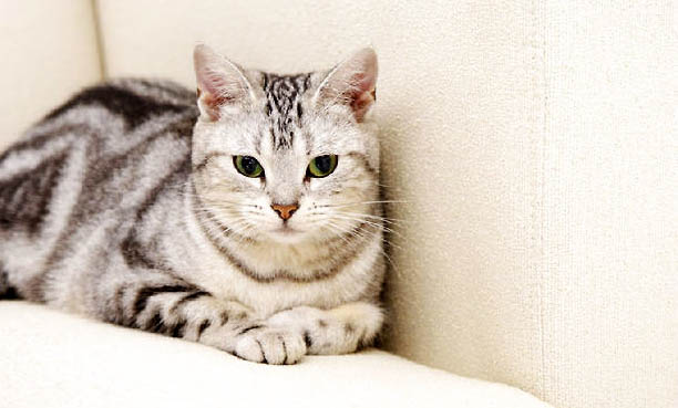 虎猫和豹猫的区别