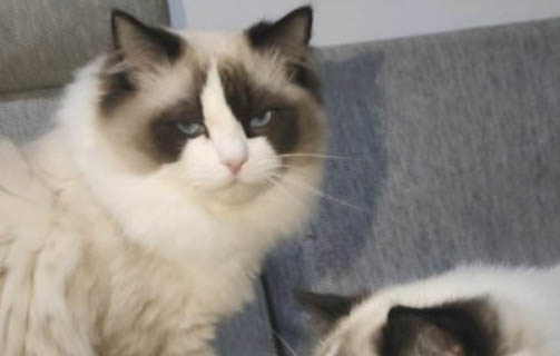 一个月的小猫怎么训练大小便