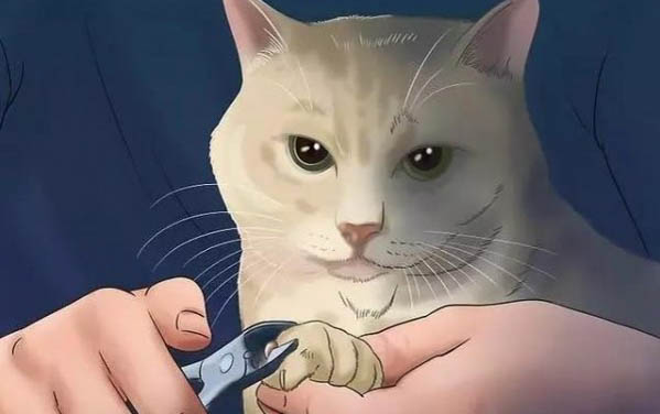 请问猫咪呕吐的原因及处理方法?
