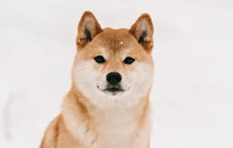 训练柴犬可以打吗