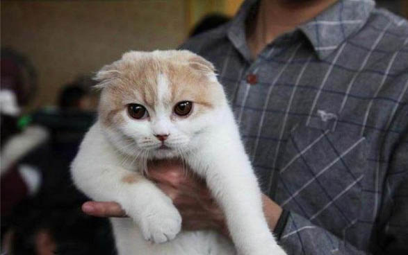 请问猫咪呕吐的原因及处理方法?