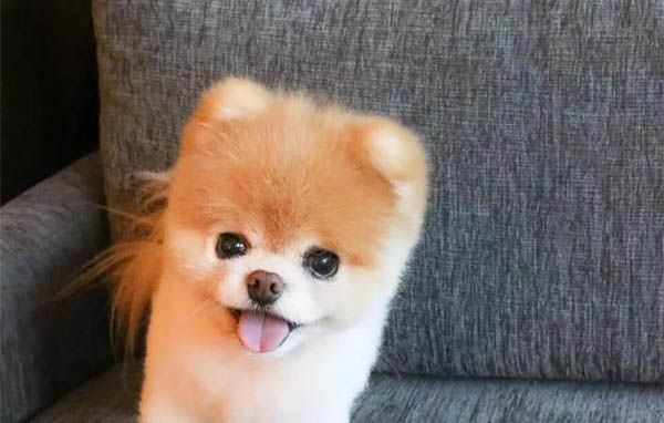 博美犬配种最佳时期