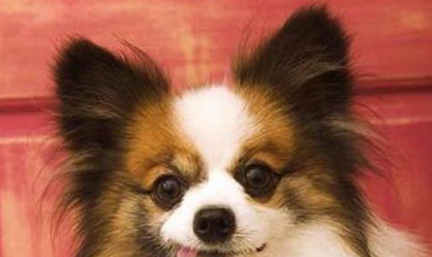 狗狗细小临终前的5个征兆都有什么