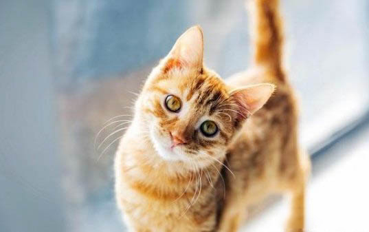 猫肠梗阻死亡的原因