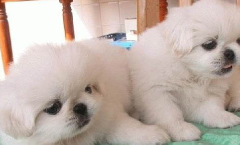 京巴犬掉毛原因揭秘:如何处理以及注意事项