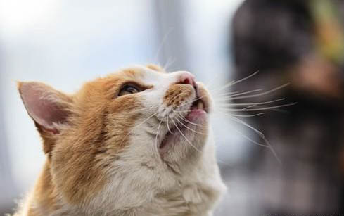 猫咪爱叫都什么原因,照顾猫咪的注意事项