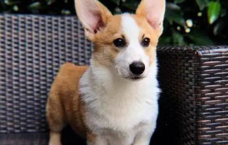 柯基犬几个月训教最佳