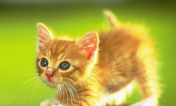 怎么阻止猫在晚上嚎叫？