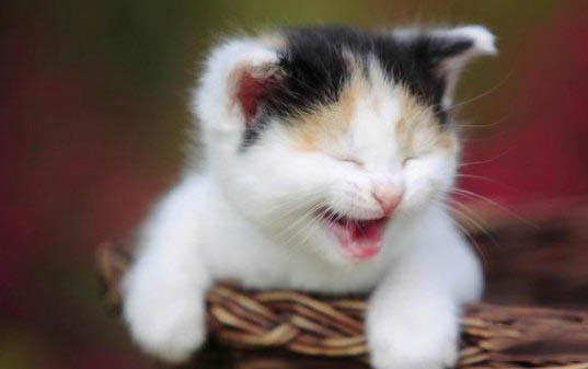 小猫为什么会那么害怕黄瓜原因