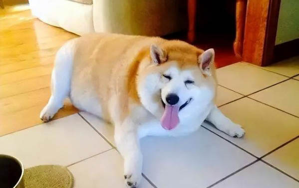 猫咪的罐头狗狗可以吃吗