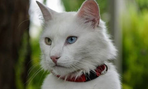 猫从耳朵斜到眼睛毛少是什么原因？