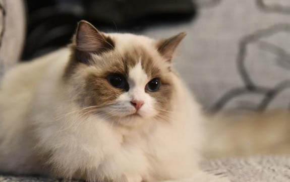 便宜好用的猫咪驱虫药