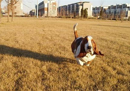 巴吉度犬是哪个国家的