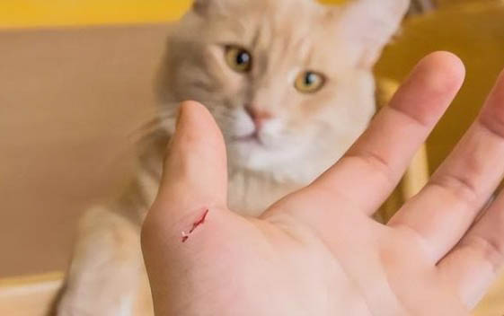 猫吐褐色液体稠稠的还有泡沫